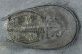 Prone Scotoharpes Trilobite - Boudib, Morocco #353074-1
